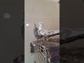 کبوتر پرشی بازی دار Pigeon Kabootar کبوترمسافتی Iran کبوترپلاکی پرندگان کبوتر پرشی بازی دار Pigeon Kabootar کبوترمسافتی Iran کبوترپلاکی پرندگان