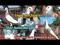 Andhra Baby Fulsira Star Kalanka Top Quality Home Breed.