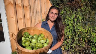 Harvesting Before a Hard Frost + Canning Green Tomato Apple Chutney!