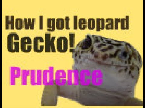 the beginning tradução How I got Prudence- NEW MINI SERIES- Part 1
