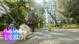 【4Friends!】Holiday Walks! Pomeranian/Maltipoo Daily walk the dog videos Vol.19