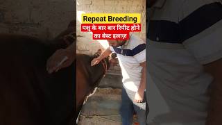 Repeat breeding in cow & buffalo | रिपीट ब्रीडिंग का इलाज़ viral ytshorts viralshorts cow vet