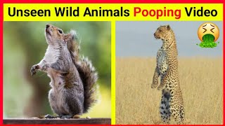 Wild animals pooping compilation 4 | Animals pooping | #facts