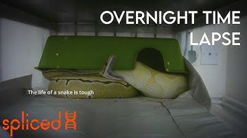 Ball Pythons at Night Time Lapse