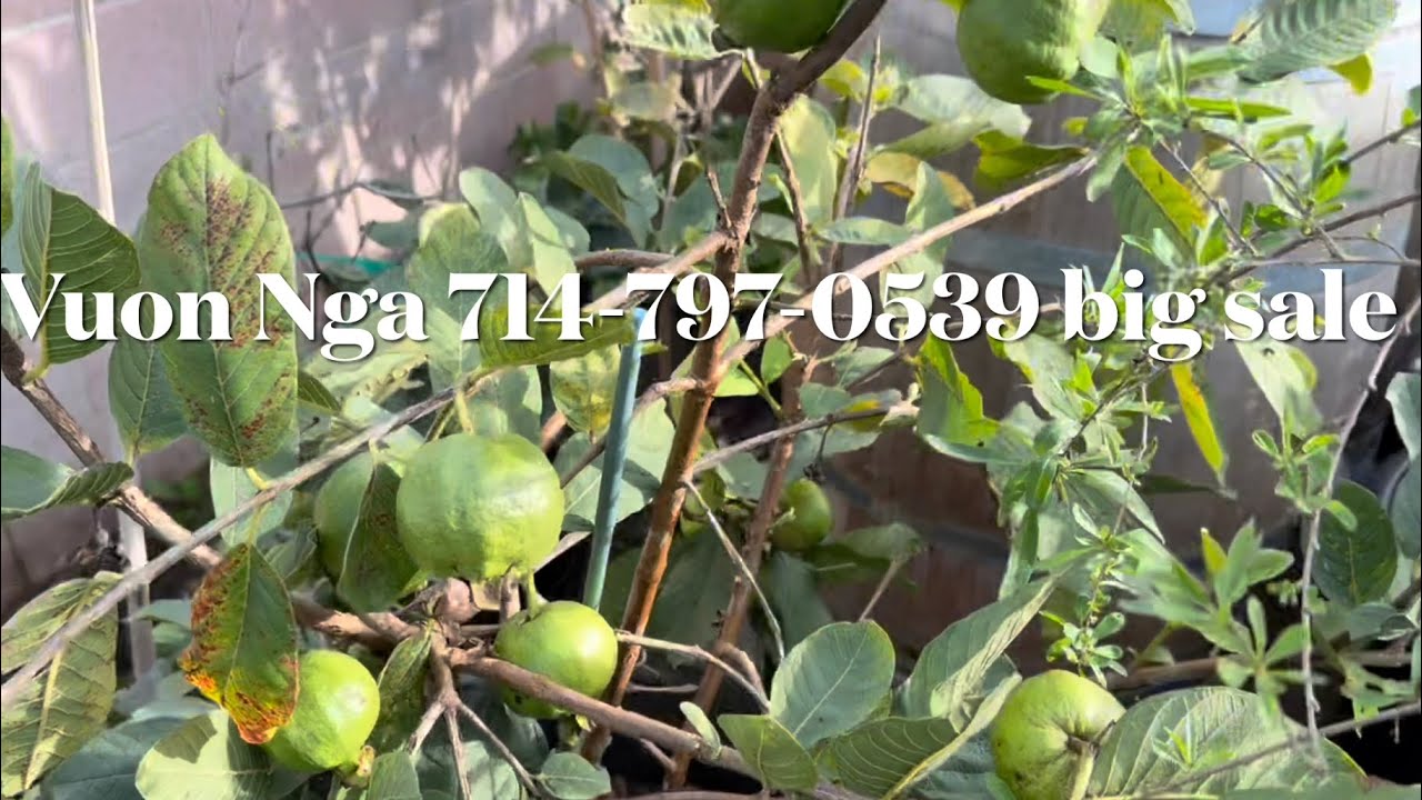 714-797-0539 big sale mua xuan den . man quy hiếm du cac loại. Nhiều loai oi ngon, dang hot 