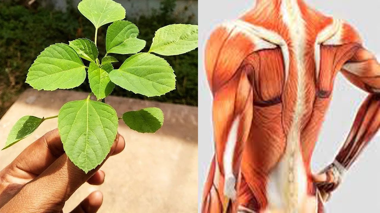Kuppaimeni Leaves and Plant Uses and Benefits.... YouTube