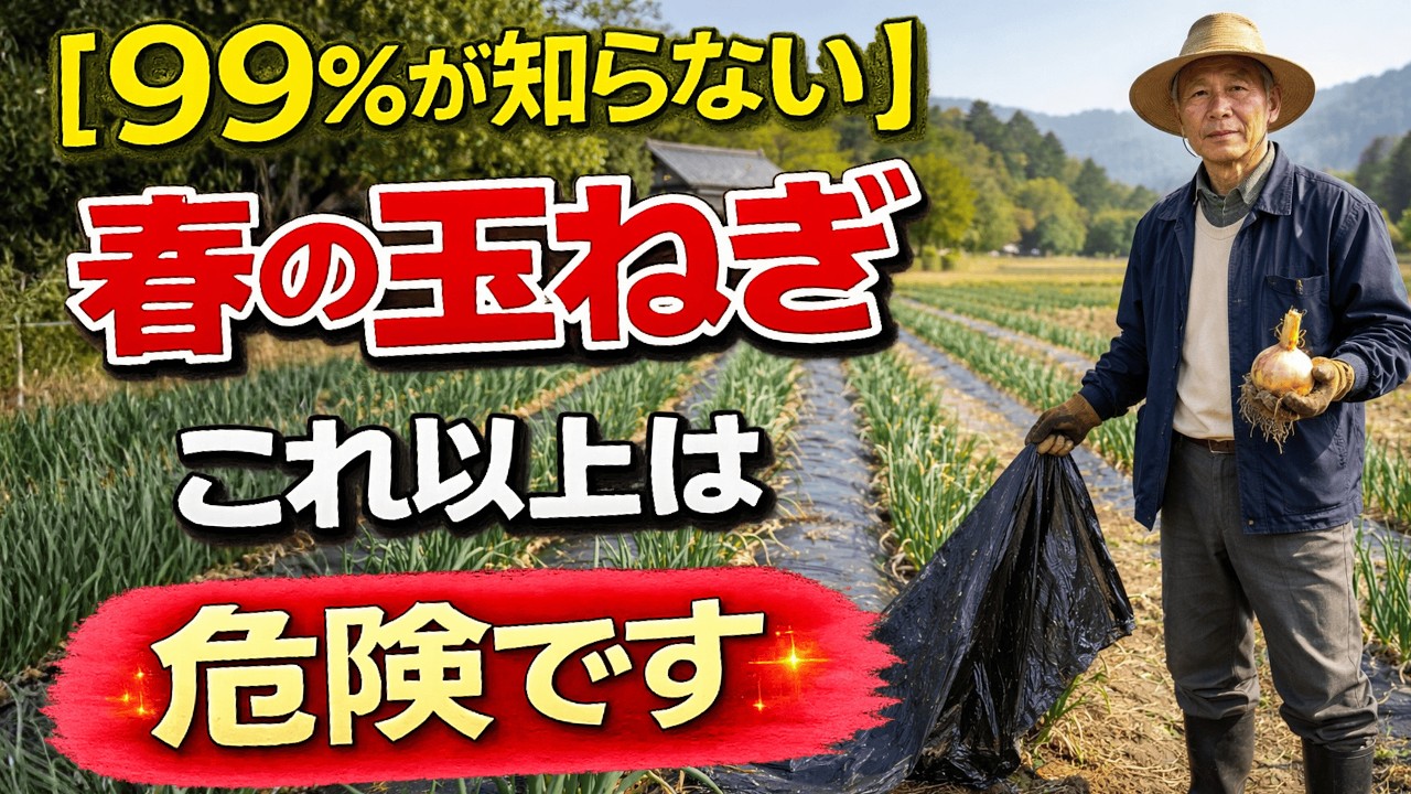 【 99％の家庭菜園が知らない 】 【たまねぎ】春の”この判断”を今すぐ止めないとトウ立ちします。【家庭菜園】【トウ立ち対策】【玉ねぎ栽培】【春管理】