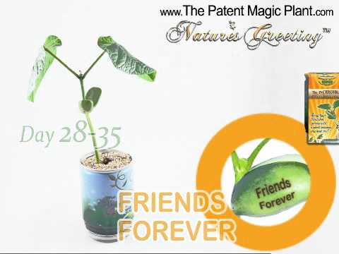 Details about   Party Favors Magic Bean Seeds Gift Plant Growing Message Word Plant Garden 