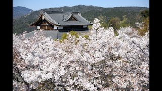 「京の桜」将軍塚青龍殿（京都市山科区）の桜