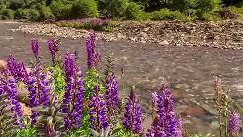 سورة الطور مقام الصبا للقاريء جاسم محمد السليفاني