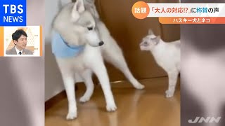 猫が犬にパンチ Youtube