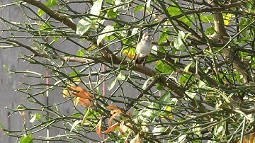 Hummingbird in tree 4K