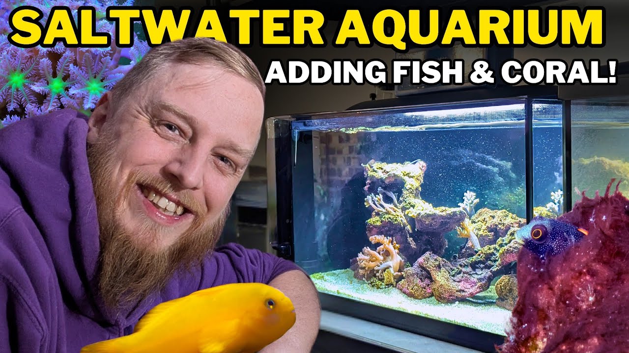 How to Set Up a Saltwater Aquarium - Adding FISH, CORAL & Cleaning: Step by Step Beginner's Guide!