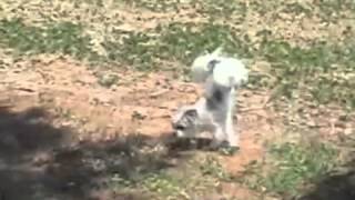 Puppy Paw Stand- PetTube