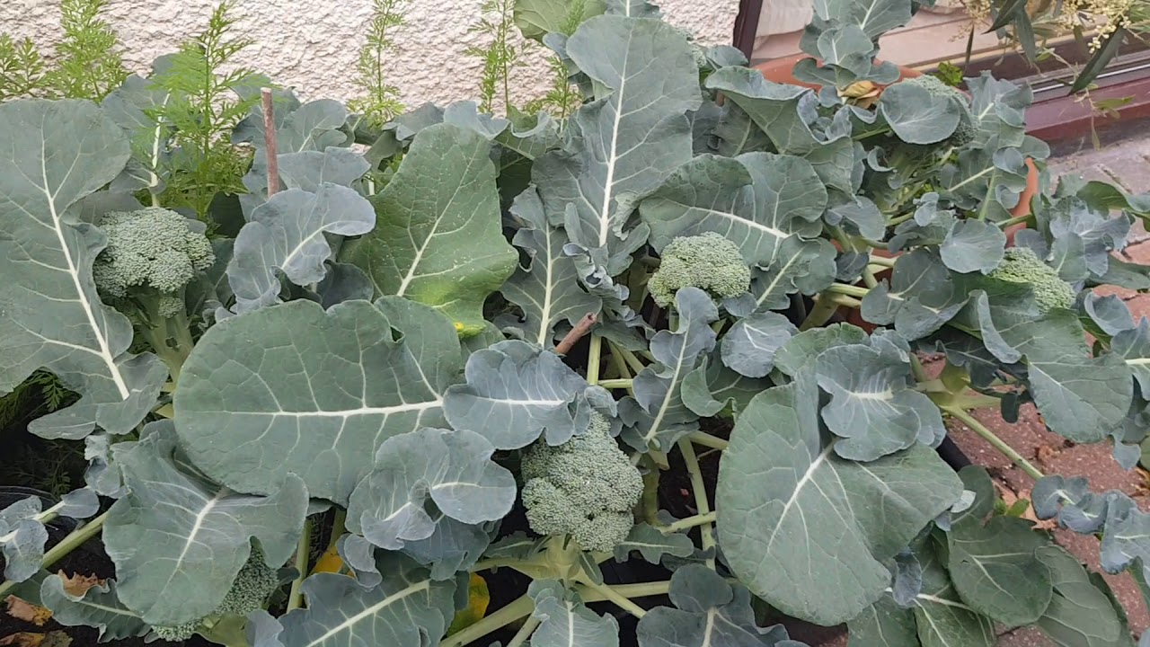 Growing multiple Broccoli plants in containers YouTube