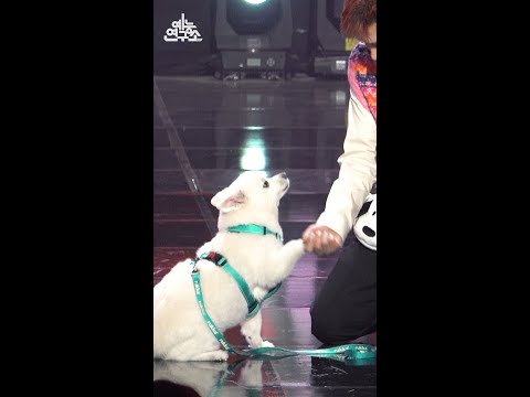 [직캠 보고서🔍] 확신의 센터견 두유의 핫데뷔 무대🐶💖 #크러쉬 #Crush #미워 #<strong>Ego</strong> #Shorts