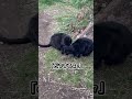 #shorts #黒猫 #野良猫 #地域猫 #保護猫
