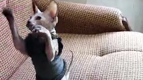 Watch the video about Donskoy Sphynx Kitten Playing