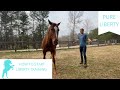 How To Start Liberty Training With Your Horse (Beginners) | Pure Liberty