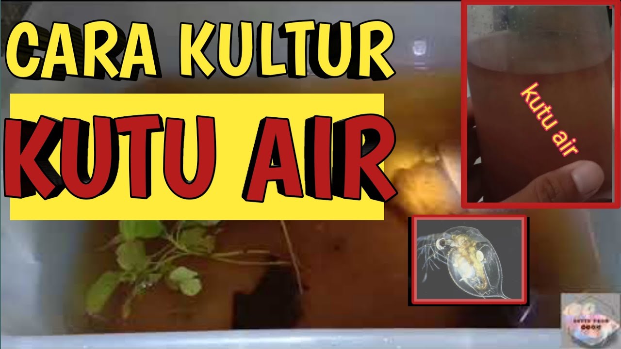 CARA KULTUR KUTU AIR 