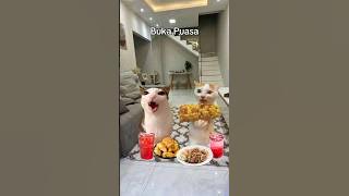 Siapa yang kangen bulan Ramadan nih ☝️ ?#kucinglucu #kucing #puasa #ramadhan