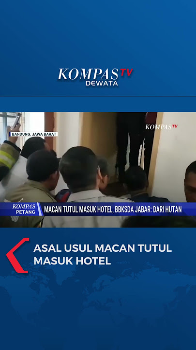 Asal Usul Macan Tutul Masuk Hotel #shorts