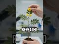 Discover nature's hidden genius! #MimosaPudica #PlantWisdom
