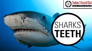 Can Sharks Really Grow an Unlimited Number of Teeth