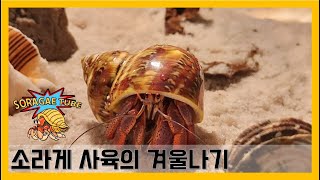 소라게 사육의 겨울나기