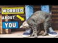 WARNING Your Cat Does THIS When They Re SCARED FOR YOU WARNING Your Cat Does THIS When They Re SCARED FOR YOU