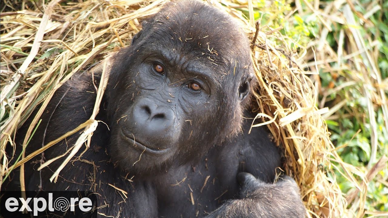 GRACE Gorilla Forest Corridor Cam powered by EXPLORE.org