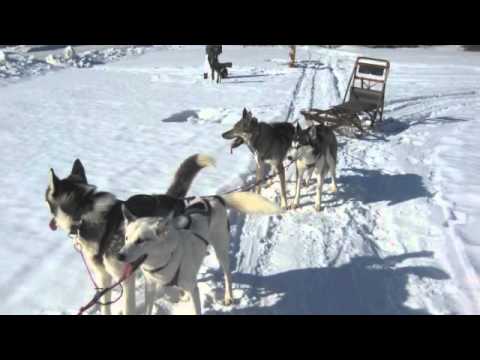 Vídeo: Trineo De Perros En Laponia Sueca [PIC] - Matador Network