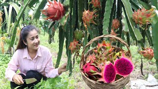 Pick dragon fruit from my village dragon fruit farm / It's good If you grow dragon fruit at home