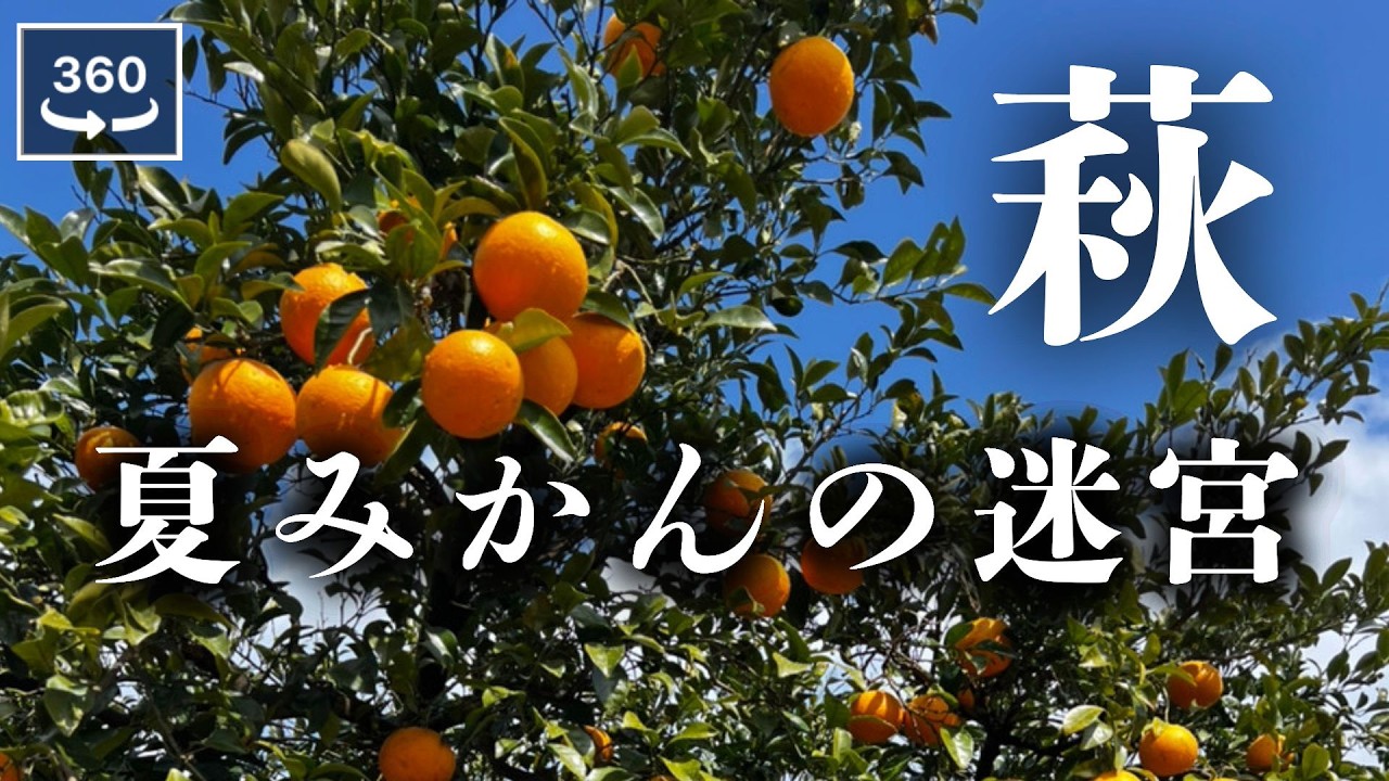 無花果の木。 イチジクの木 ビオレソリエス 7号 樹高0.8m(鉢底から) 黒いちじく