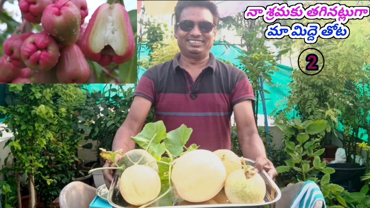 నా శ్రమకు తగినట్లుగా మా మిద్దె తోట - 02 # My Terrace Garden / Rose Apples /Fig 