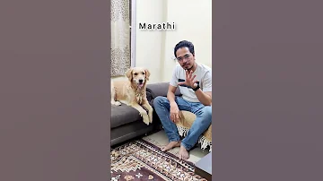 When Your Dog Is Also Multilingual Shorts Goldenretriever Funny Youtubeshorts Viral 