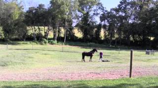 Despooking With Reward Based Training