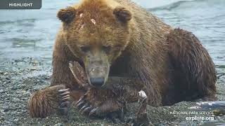 Brooks Falls  Katmai National Park | Highlights 2023