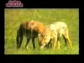 الفيلم الكامل و الرائع الافتراس الجزء 4 و الاخير 