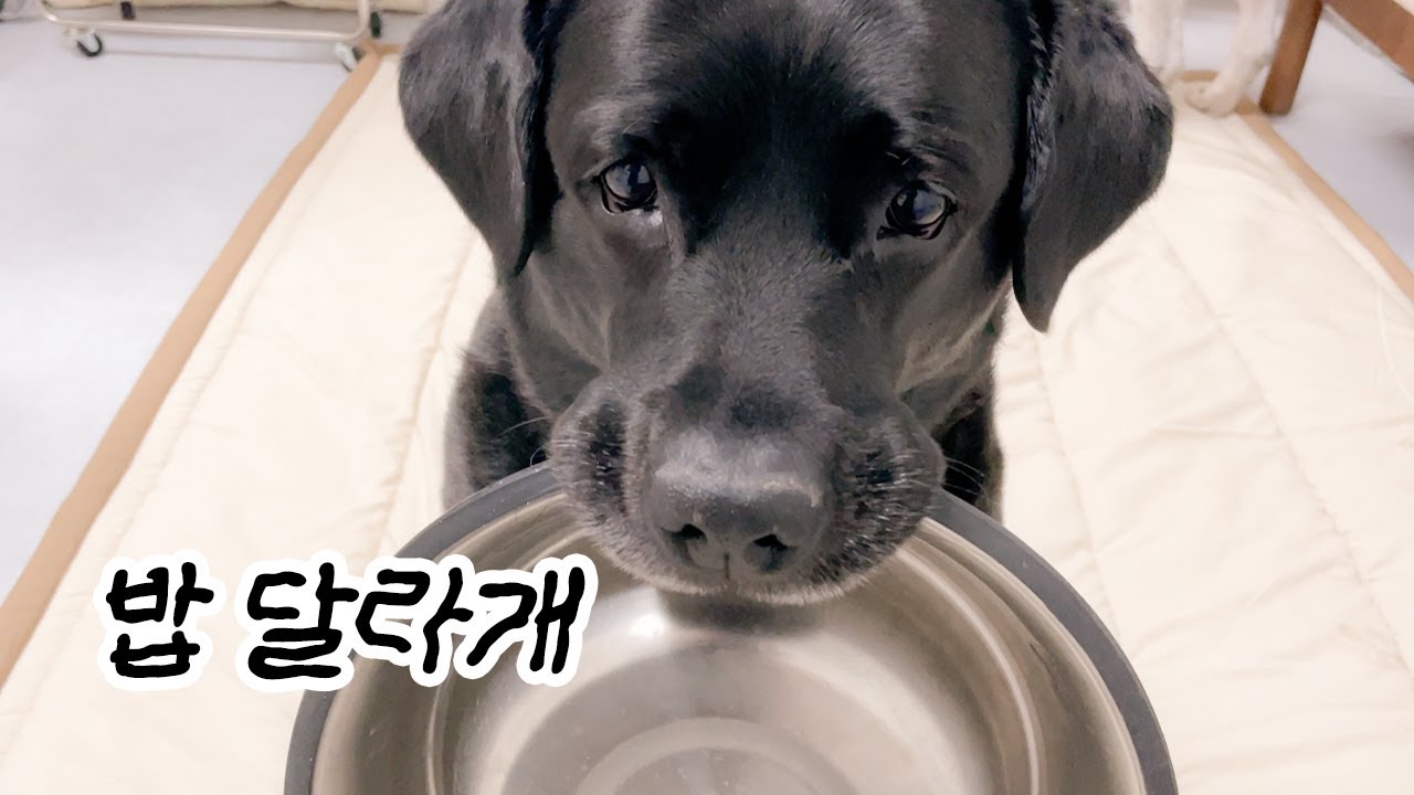 그거 아니야 살 빼야지? 매일 웃픈 냥집사의 대형견 임보 일상