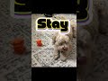 3d printed dog vs real dog. #3dprinting #tech
