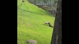 Crocodile attack Possum