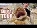 Full animal tour