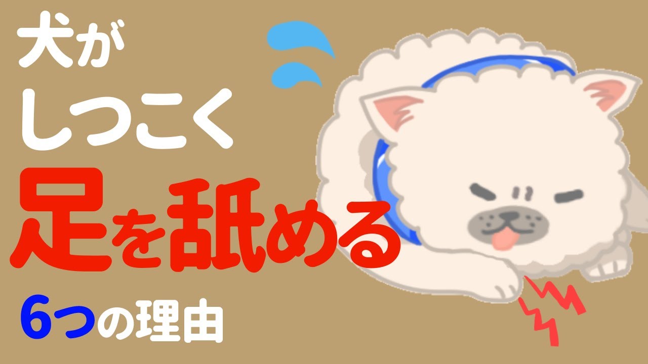 犬が執拗に足を舐めるのはなぜ？無理にでも止めた方がいいの？