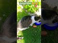 Kotka pysia idzie do pracy  funny cat comedy kot viral trending cute catlover shorts