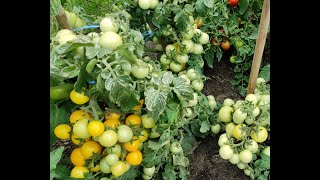 Самые урожайные и вкусные низкорослые томаты!