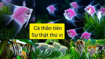 Cá thần tiên sự thật thú vị, cá cảnh, cá bảy màu, cá đá #cabaymaudep
