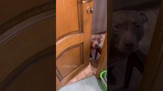 Надо Было Поделиться Чипсами 🤥 #Shorts #Питбульджина #Funnydogs #Dogtrend #Comedy