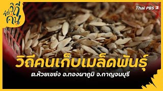 วิถีคนเก็บเมล็ดพันธุ์ ต.ห้วยเขย่ง อ.ทองผาภูมิ จ.กาญจนบุรี : ซีรีส์วิถีคน [CC]