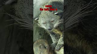 The Animal That Smells Like Popcorn